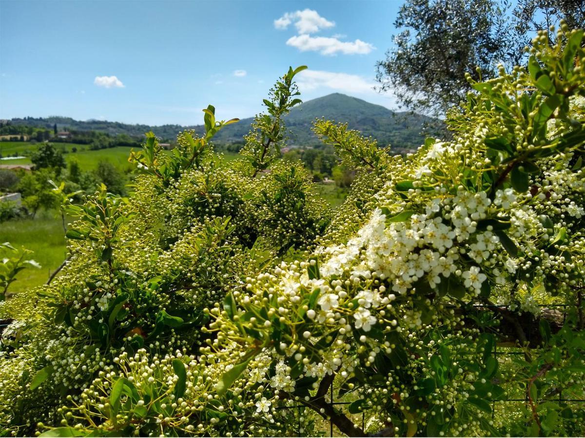 Le Piracante Bed & Breakfast Caiazzo Exterior photo